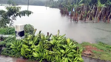 കയ്യൂരിൽ മൂപ്പെത്താത്ത നേന്ത്രവാഴക്കുലകൾ കൃഷിയിടത്തിൽ വെട്ടിവച്ചനിലയിൽ