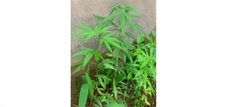 കഞ്ചാവ് ചെടികൾ