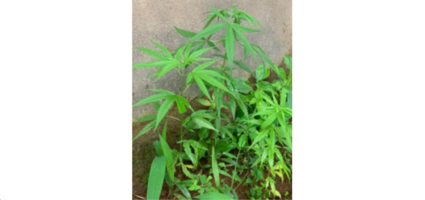 കഞ്ചാവ് ചെടികൾ