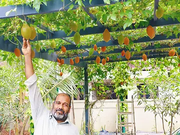 അബ്ബാസിന്റെ വീട്ടുമുറ്റത്ത് വിളഞ്ഞ ‘സ്വർഗത്തിലെ കനി’  (ഹെവൻ ഫ്രൂട്ട്) എന്നറിയപ്പെടുന്ന ഗാഗ് ഫ്രൂട്ട്