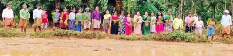 കാലിച്ചാനടുക്കം ഗവ ഹൈസ്കൂളിലെ സ്കൗട്ട്സ് ആൻഡ് ഗൈഡ്സിന്റെ നേതൃത്വത്തില് നടന്ന നെല്കൃഷി നടീൽ