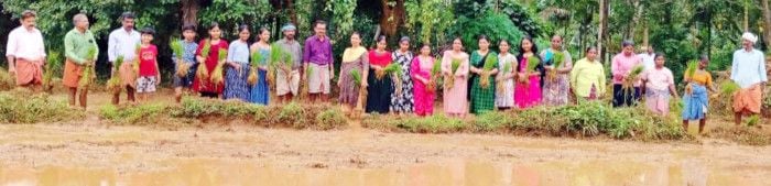 കാലിച്ചാനടുക്കം ഗവ ഹൈസ്‌കൂളിലെ സ്‌കൗട്ട്‌സ് ആൻഡ്‌ ഗൈഡ്‌സിന്റെ നേതൃത്വത്തില്‍ നടന്ന നെല്‍കൃഷി നടീൽ