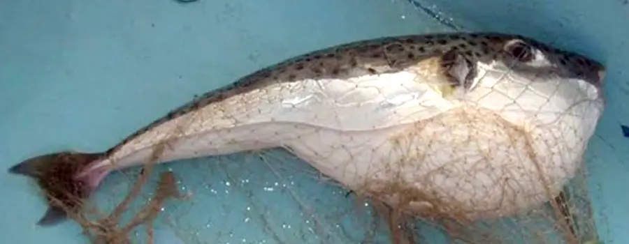 കടൽ മാക്രി