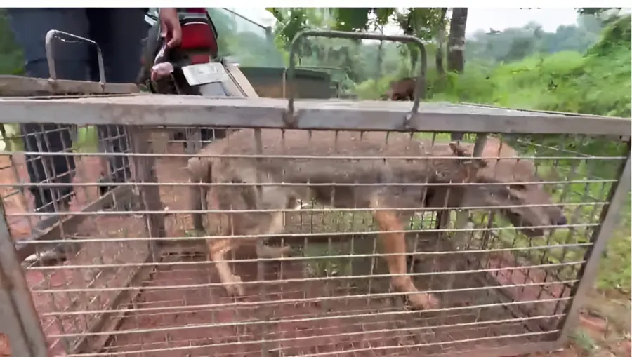 കുഴിക്കാട്ടുശേരി ഉറവത്തും പീടിക സജീവിന്റെ വീട്ടിൽ നിന്നും പിടികൂടിയ കുറുനരി