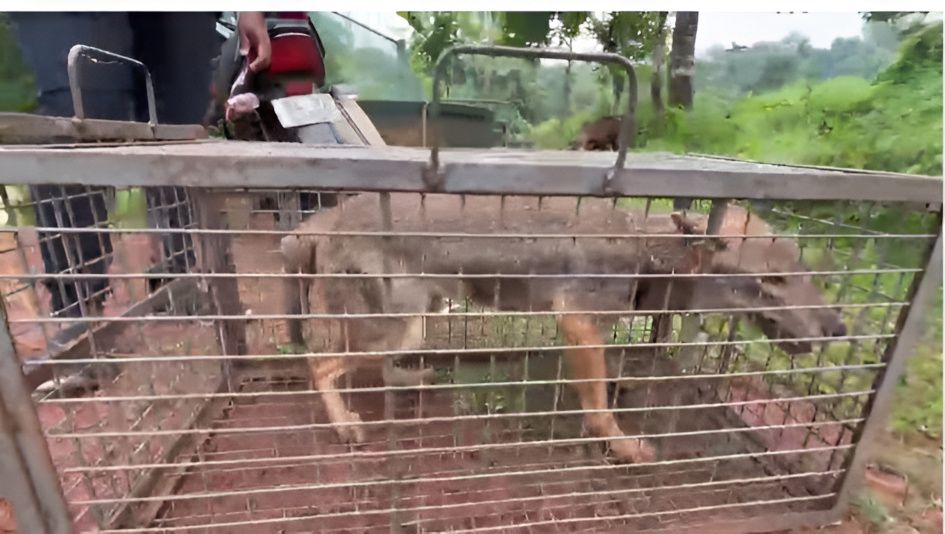 കുഴിക്കാട്ടുശേരി ഉറവത്തും പീടിക സജീവിന്റെ വീട്ടിൽ നിന്നും പിടികൂടിയ കുറുനരി