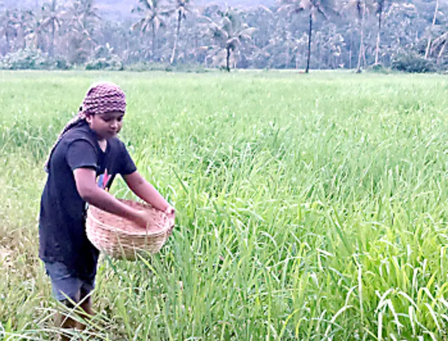 സാത്വിക്‌ കൃഷ്‌ണ കൃഷിയിടത്തിൽ