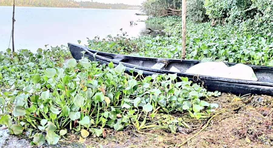 തൊയക്കാവ് പള്ളി കടവ് പരിസരത്ത് വന്നടിഞ്ഞ് കുളവാഴയും ചണ്ടിയും