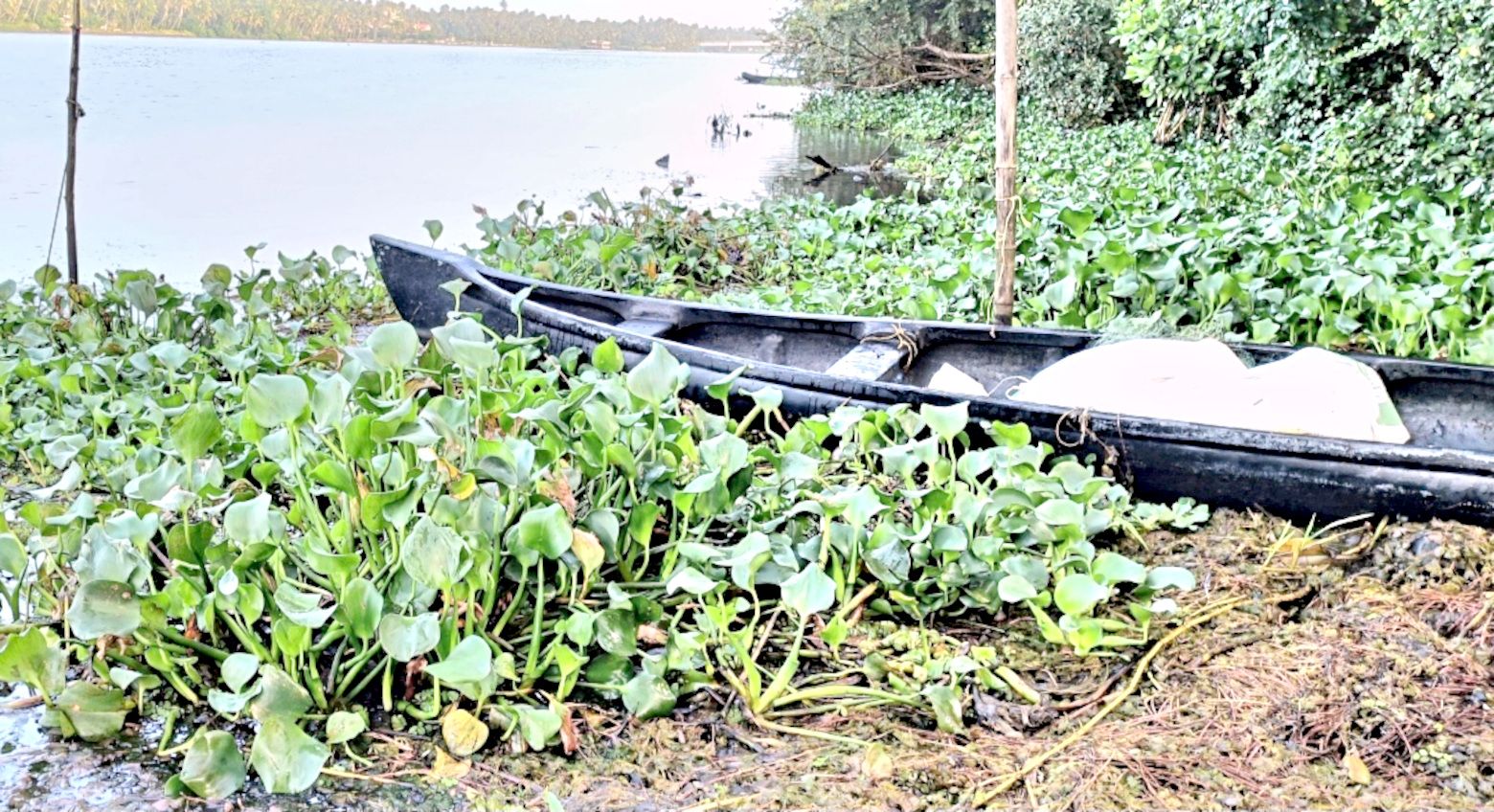 തൊയക്കാവ് പള്ളി കടവ് പരിസരത്ത് വന്നടിഞ്ഞ് കുളവാഴയും ചണ്ടിയും