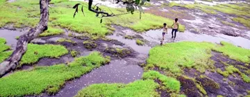 അരിയിട്ടപാറ