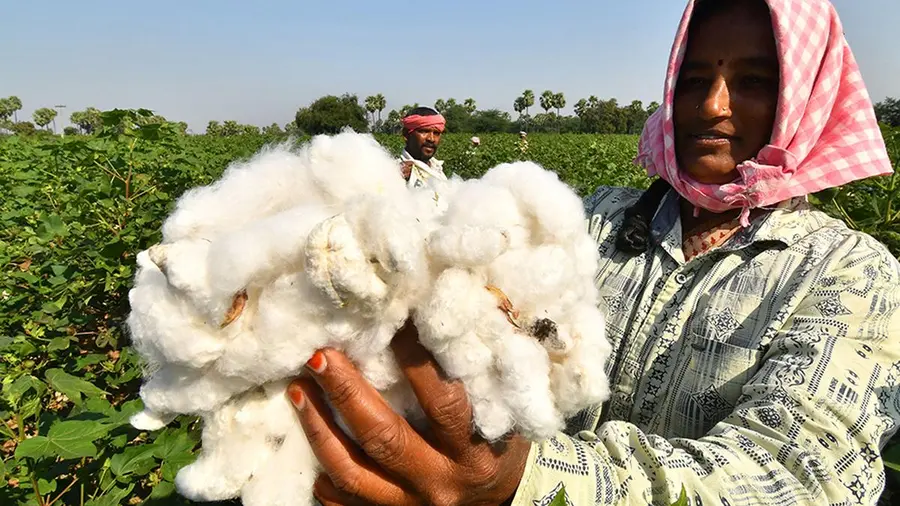 cotton