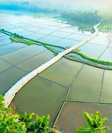 കരിവെള്ളൂർ–പെരളം പഞ്ചായത്ത് പലിയേരിക്കൊവ്വൽ  വടക്കെ മണക്കാട് മഠത്തിൽതാഴെ നടപ്പാത