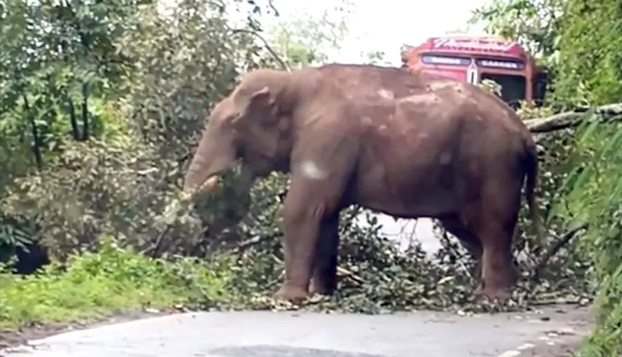 ഷോളയാര് അമ്പലപ്പാറ ഡാം സൈറ്റിന് സമീപം റോഡിലേക്ക് മരം മുറിച്ചിട്ട് ഗതാഗത തടസ്സം സൃഷ്ടിച്ച കബാലി