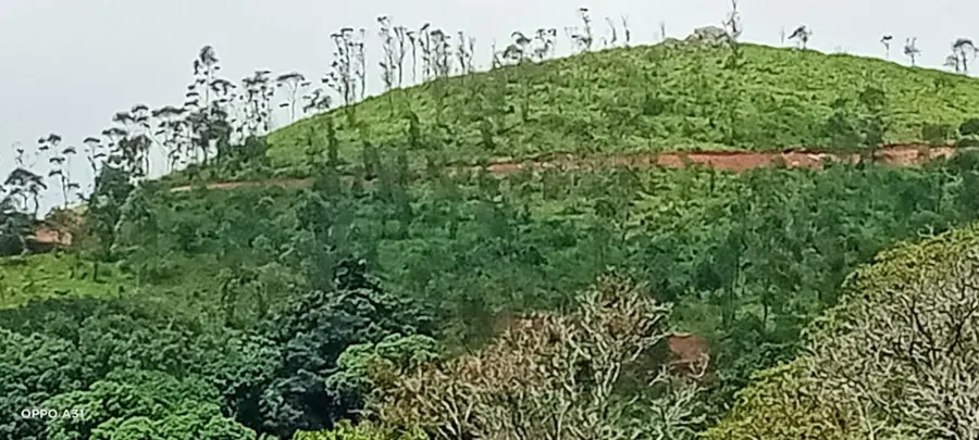 പൂപ്പാറയ്ക്ക് സമീപം ശങ്കരപാണ്ഡ്യൻമെട്ടിൽ ചെങ്കുത്തായമല ഇടിച്ച് നിരത്തി റോഡ് നിർമാണവും അനധികൃത കെട്ടിട നിർമാണങ്ങളും തുടരുന്നു.