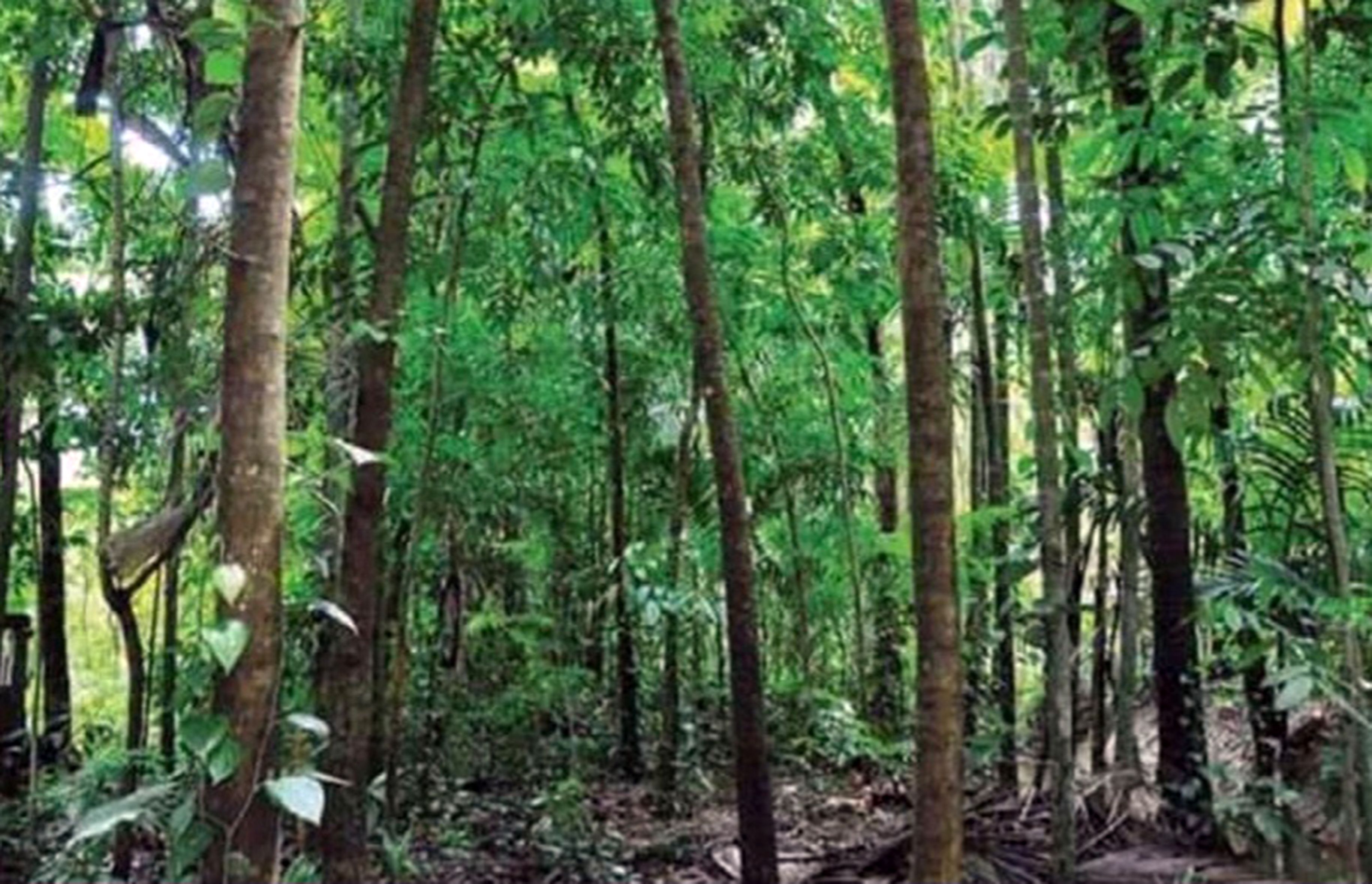 മരങ്ങൾ വളർന്ന് കാടായ വിജീഷിന്റെ വീട്ടുപറമ്പ്