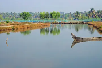 നാരായണമംഗലത്തെ പൊക്കാളിപ്പാടം