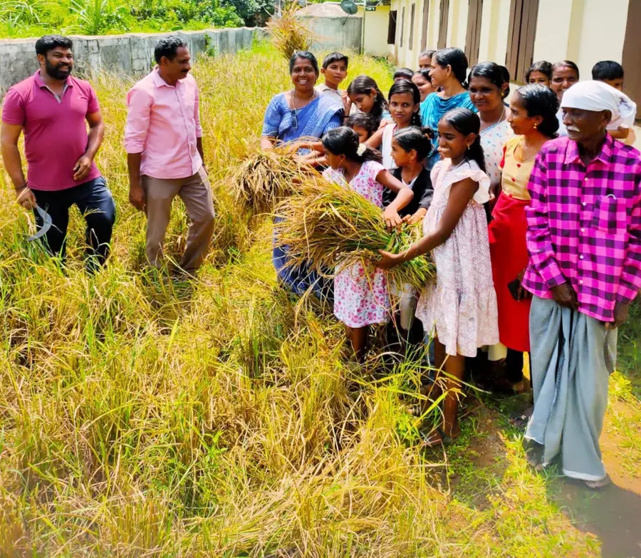 കാവാലം ഗവ.യുപിഎസിൽ വ്രീഹി നെൽകൃഷിയുടെ വിളവെടുപ്പ് നടന്നപ്പോൾ