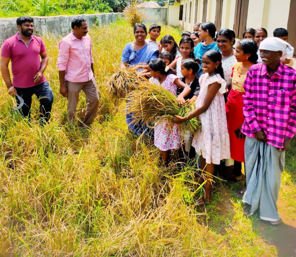 കാവാലം ഗവ.യുപിഎസിൽ വ്രീഹി നെൽകൃഷിയുടെ വിളവെടുപ്പ് നടന്നപ്പോൾ