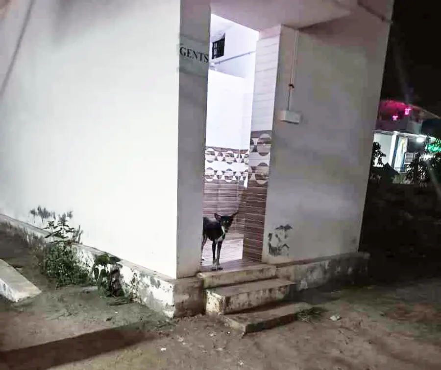 നായകൾ കൈയടക്കിയ ശാസ്താംകോട്ട റെയിൽവേ സ്റ്റേഷനിലെ ശുചിമുറി