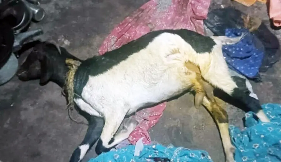 ചവറ തോട്ടിനു വടക്ക് സരസ്വതിവിലാസത്തിൽ ത്യാഗരാജന്റെ ആടിനെ തെരുവുനായകൾ കടിച്ചുകൊന്ന നിലയില്
