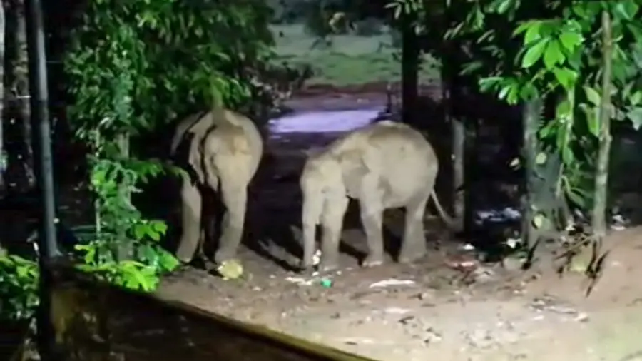 Elephant Attack