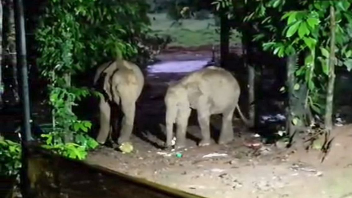 Elephant Attack