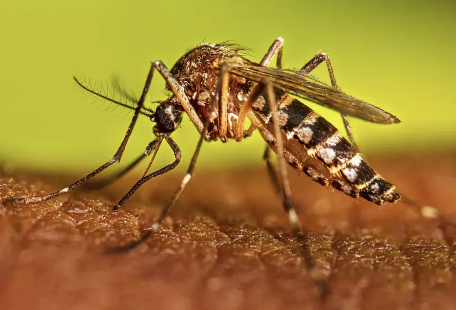 dengue risk assessment