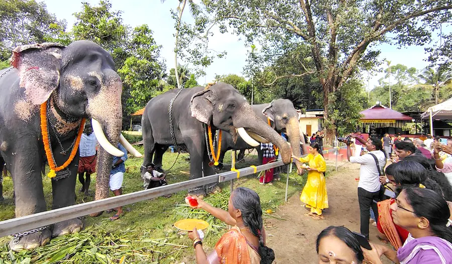പെരിഞ്ഞനം മുമ്പുവീട്ടിൽ വിശാനാഥപുരം ഭഗവതി ക്ഷേത്രത്തിൽ നടന്ന ആനയൂട്ട്