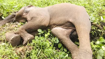 Elephant Death