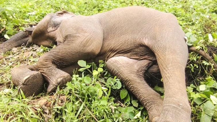 Elephant Death