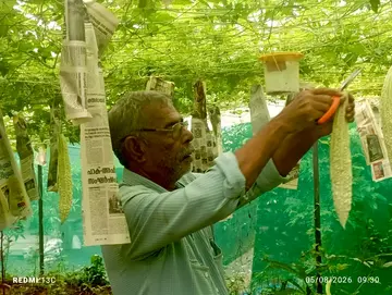 പാവൽ കൃഷിയിടത്തിൽ വിളവെടുക്കുന്ന എൻ കെ രാജൻ