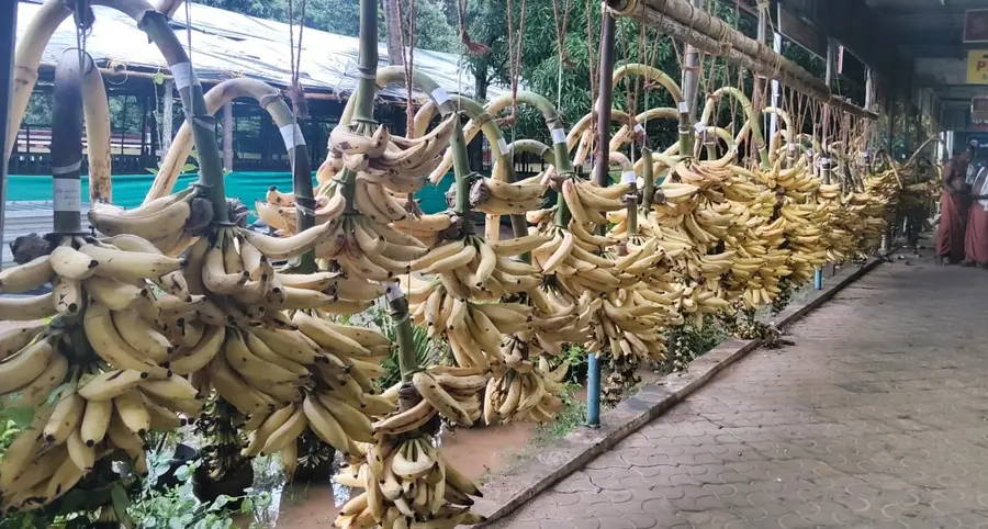 ഗുരുവായൂരിലെ ഉത്രാടകാഴ്ചക്കുല സമര്പ്പണത്തിനായി ക്ഷേത്ര പരിസരത്തെ കടകളില് ചെങ്ങാലിക്കോടന് പഴം
നിരന്നപ്പോള്