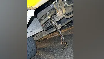School Bus Snake