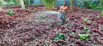 രാജു ചീരക്കൃഷിയിടത്തിൽ