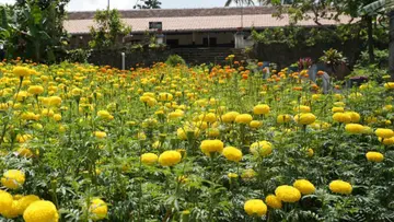 Flower Farming