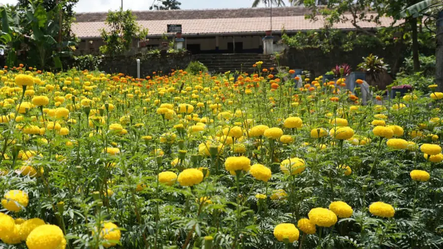 Flower Farming