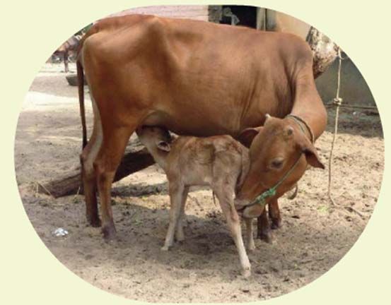 Dairy Development Department