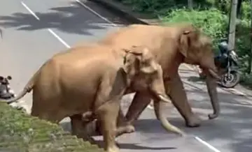 Wild Elephant