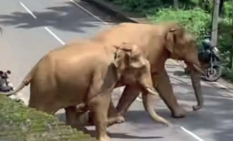 Wild Elephant
