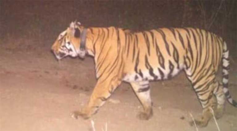 chandrapur tiger attack