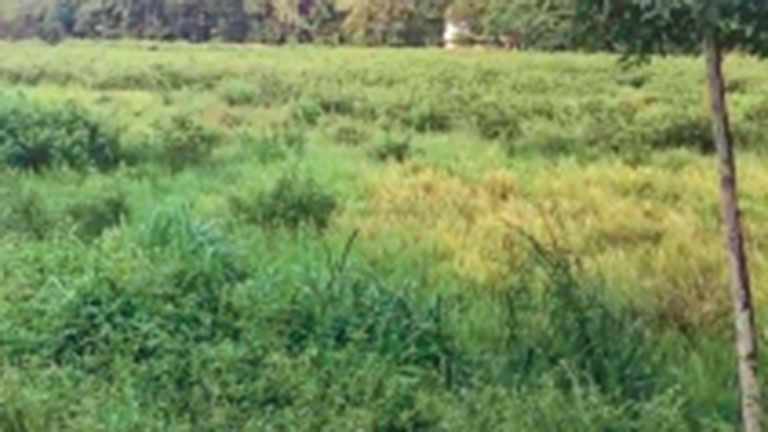 Paddy field