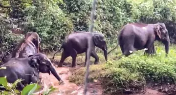 Wild Elephant