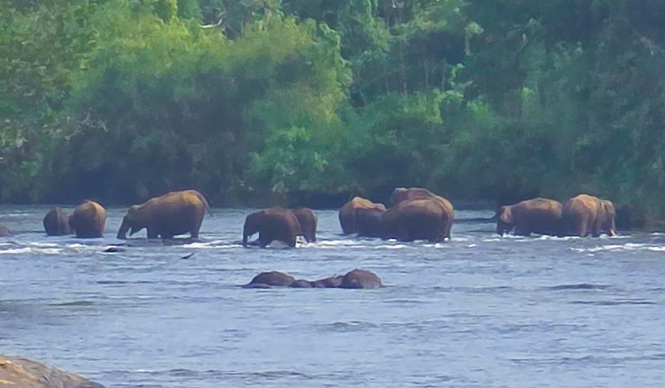 wild elephants