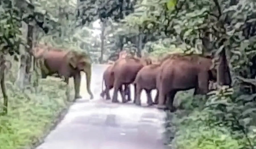 Wild Elephant Attack