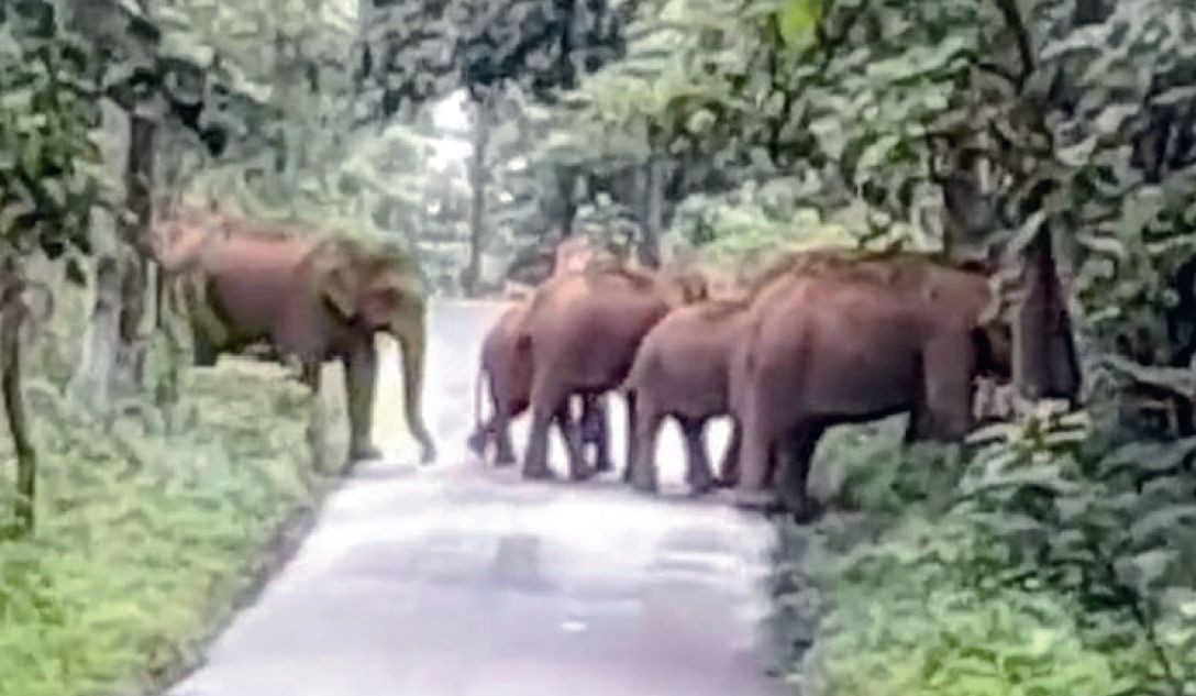 Wild Elephant Attack