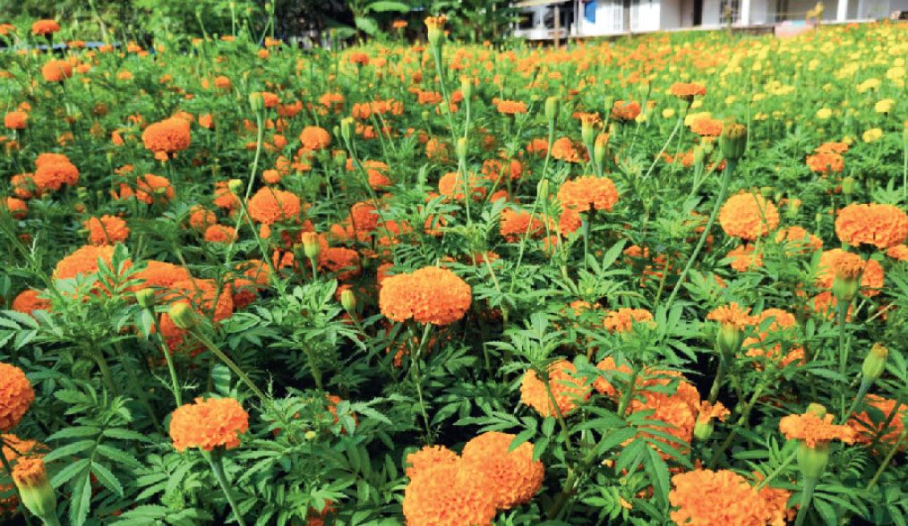 flower farming