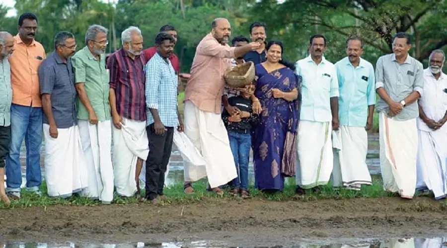 paddy farming