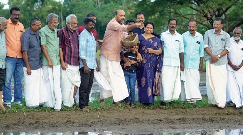 paddy farming