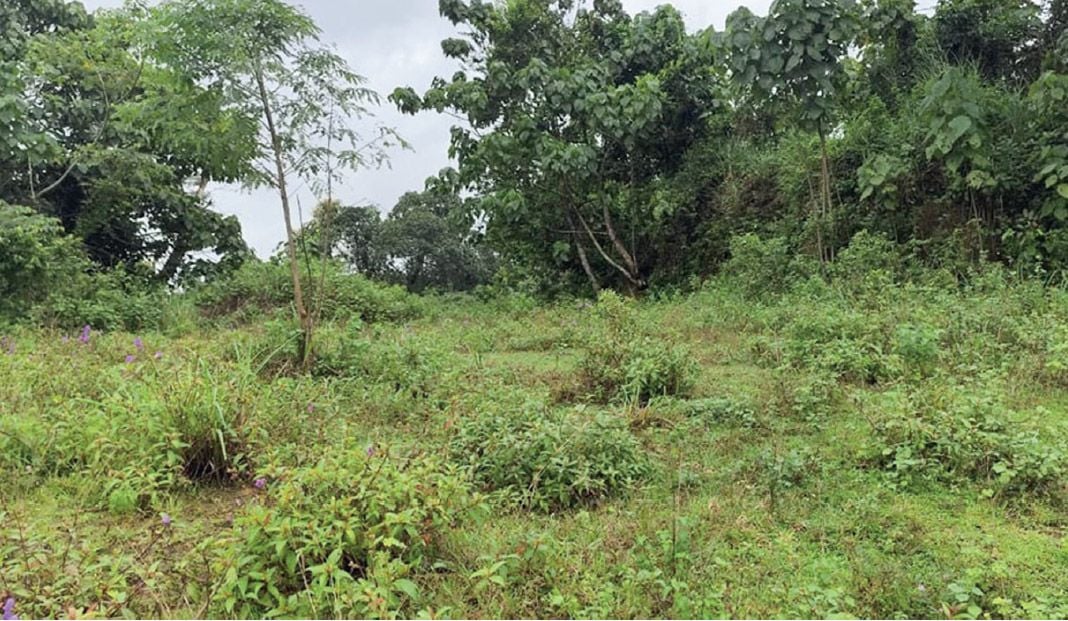 Karukutty Panchayath