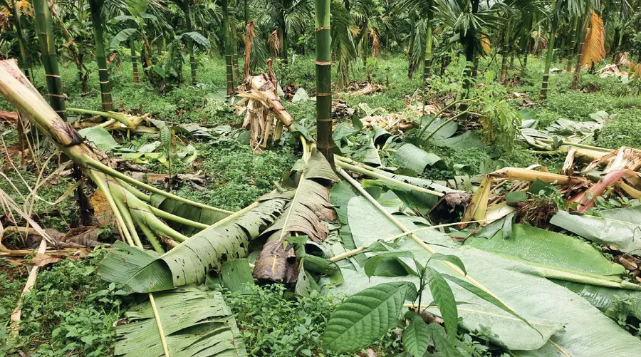 Wild Elephant Attack