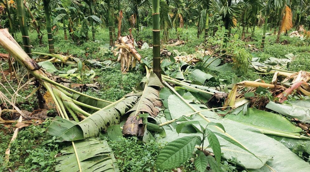 Wild Elephant Attack